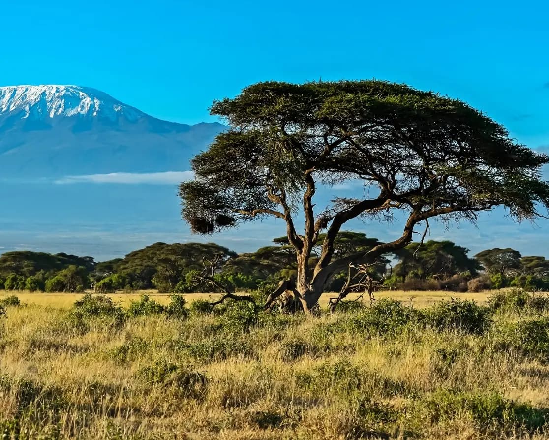 Visit Kenya to Live among lions