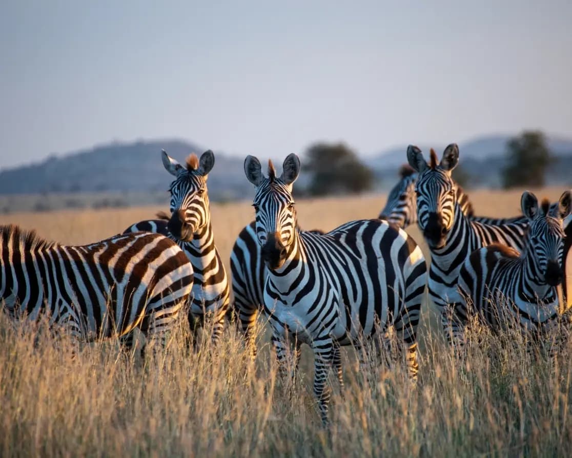 Tanzania