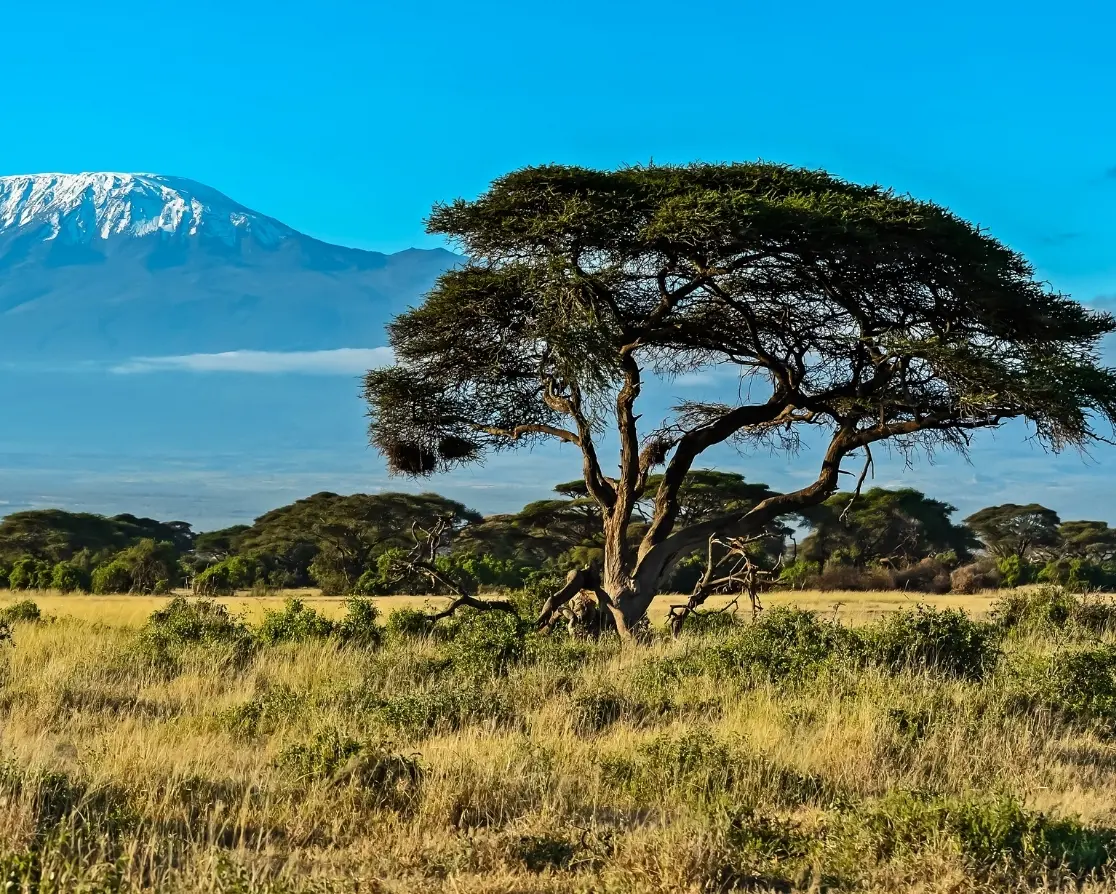 Visit Kenya to Live among lions
