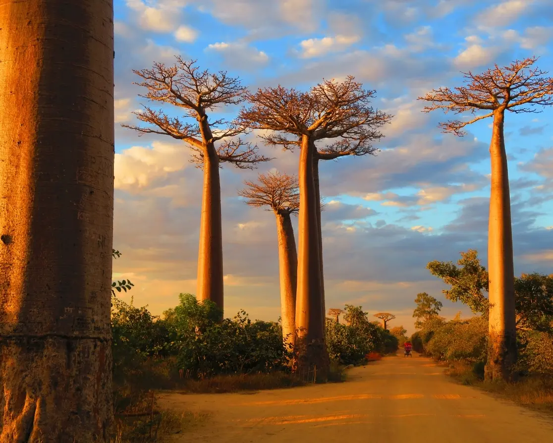 A Genuine Island, a World Apart Madagascar